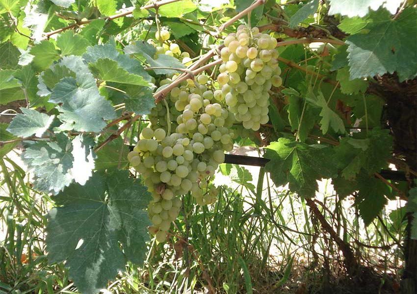 Ανακοίνωση Παραλαβής Ροδίτη