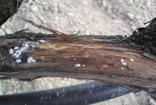 ΠΡΟΣΤΑΣΙΑ ΑΜΠΕΛΙΟΥ ΜΕΤΑ ΑΠΟ ΧΑΛΑΖΟΠΤΩΣΗ