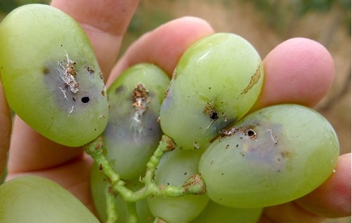 ΕΧΘΡΟΙ ΚΑΙ ΑΣΘΕΝΕΙΕΣ ΤΗΣ ΑΜΠΕΛΟΥ ΕΥΔΕΜΙΔΑ