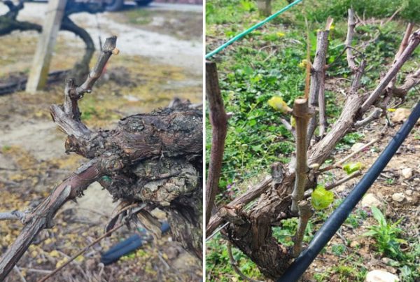 20-martioy-2025-echthroi-kai-astheneies-toy-ampelioy-1