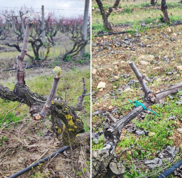 20-martioy-2025-echthroi-kai-astheneies-toy-ampelioy-2