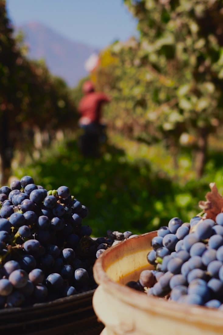 Tirnavos-Winery-Home-mosxato-Mavro-Tirnavou-Vertical-min