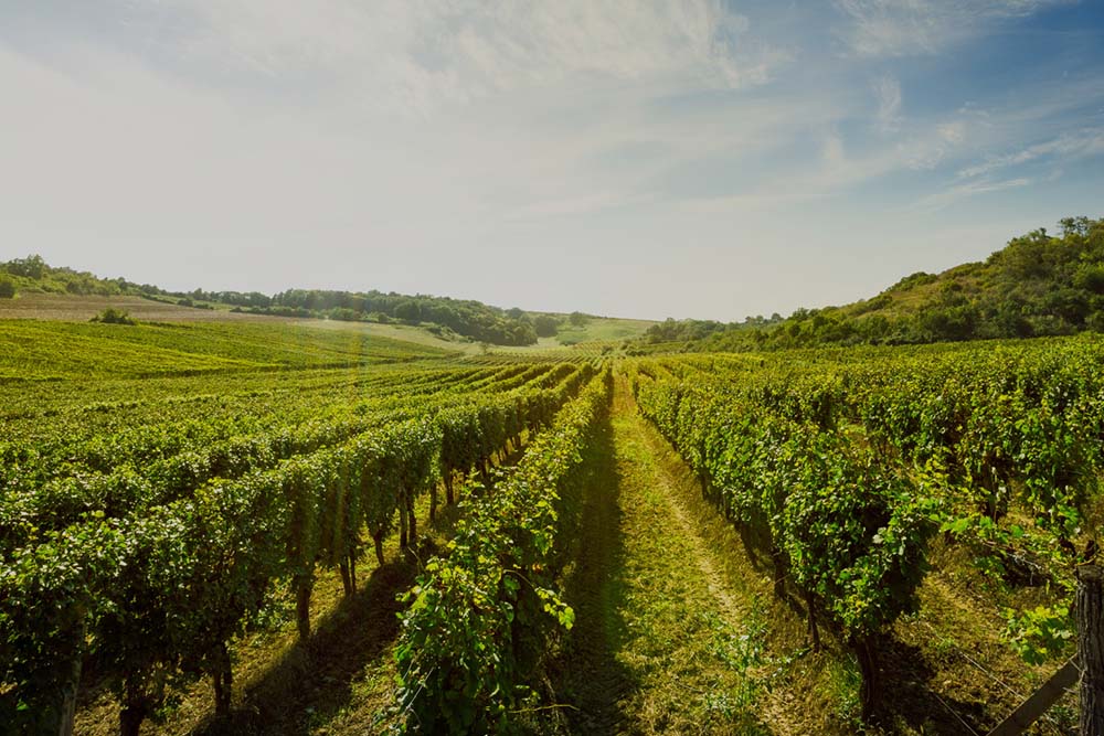 Tirnavos-Winery-Home-video