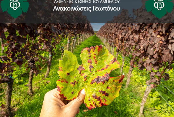 Astheneies-kai-echthroi-tou-ampeliou_NEA_AOS-Tirnavou