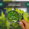 Ektakto-deltio-georgikis-proeidopoiisis_Peronosporos_NEA_AOS-Tirnavou