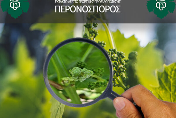 Ektakto-deltio-georgikis-proeidopoiisis_Peronosporos_NEA_AOS-Tirnavou