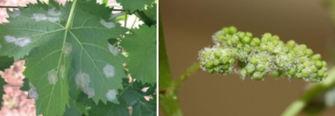 Peronosporos-8-Exanthiseis-tou-mikita-taxianthia