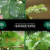 Peronosporos_Echthroi-kai-astheneies-tis-ampeloy_NEA_AOS-Tirnavou