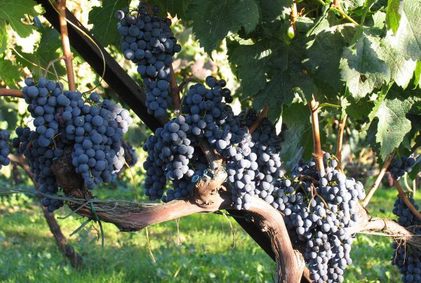 ΕΧΘΡΟΙ ΚΑΙ ΑΣΘΕΝΕΙΕΣ ΤΗΣ ΑΜΠΕΛΟΥ