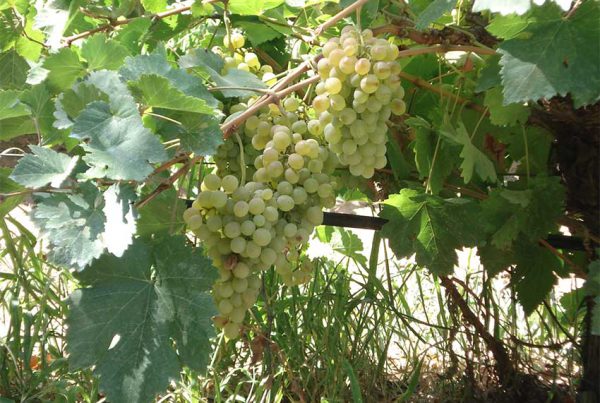 Ανακοίνωση Παραλαβής Ροδίτη