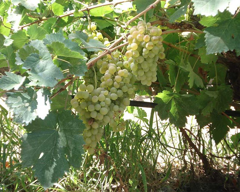 Ανακοίνωση Παραλαβής Ροδίτη