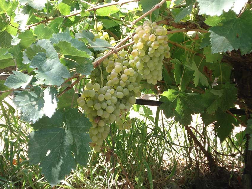 Ανακοίνωση Παραλαβής Ροδίτη