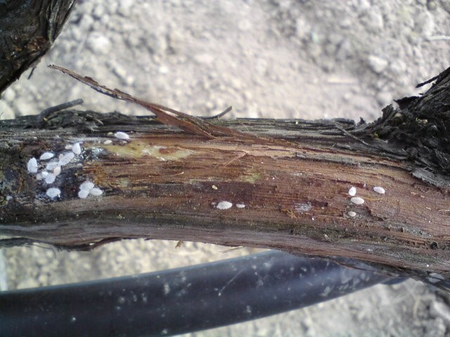 ΠΡΟΣΤΑΣΙΑ ΑΜΠΕΛΙΟΥ ΜΕΤΑ ΑΠΟ ΧΑΛΑΖΟΠΤΩΣΗ