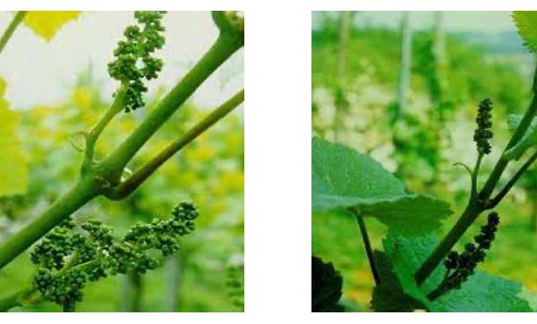 anthotaxies-Ανθοταξίες πλήρως αναπτυγμένες