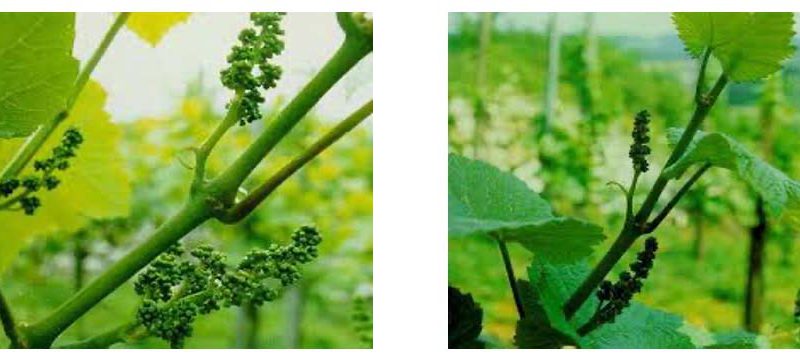 anthotaxies-Ανθοταξίες πλήρως αναπτυγμένες