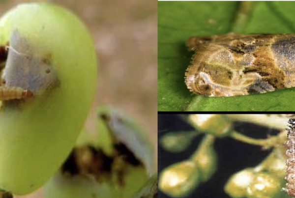 Ασθένειες και εχθροί της αμπέλου - ΕΥΔΕΜΙΔΑ