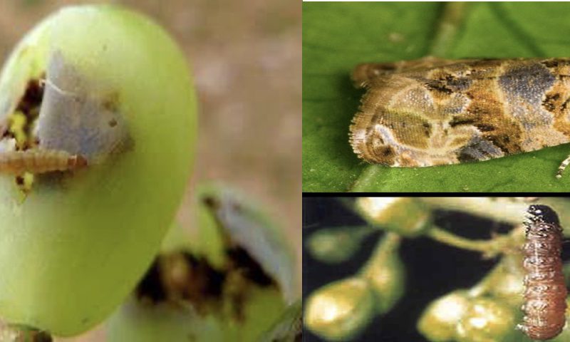 Ασθένειες και εχθροί της αμπέλου - ΕΥΔΕΜΙΔΑ