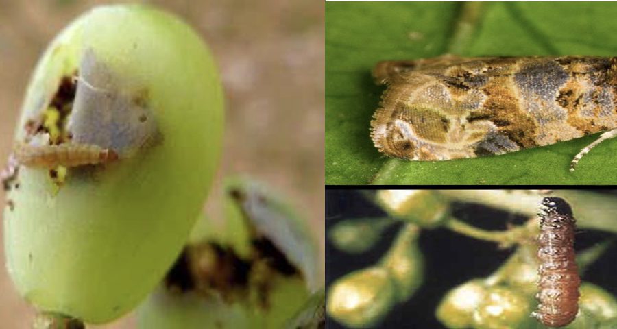 Ασθένειες και εχθροί της αμπέλου - ΕΥΔΕΜΙΔΑ