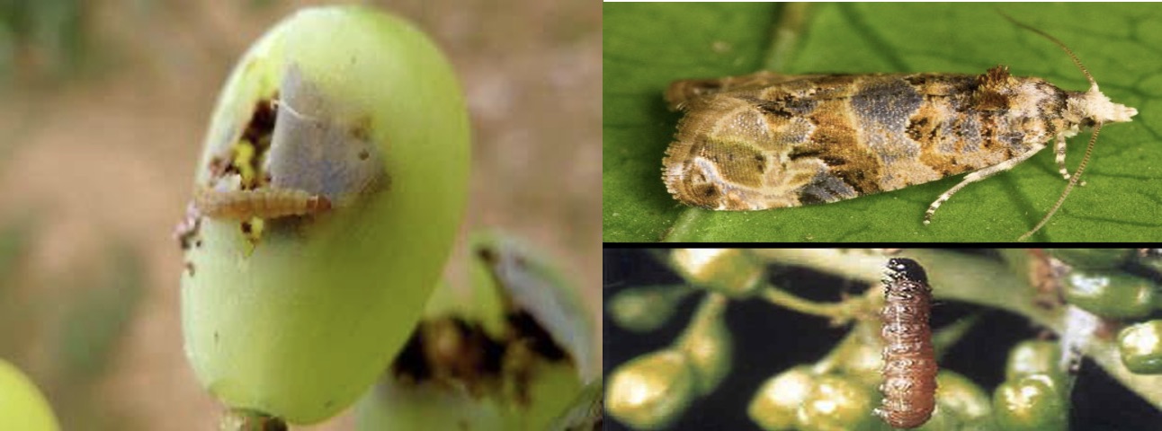 Ασθένειες και εχθροί της αμπέλου - ΕΥΔΕΜΙΔΑ