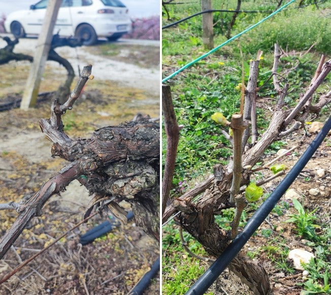 20-martioy-2025-echthroi-kai-astheneies-toy-ampelioy-1