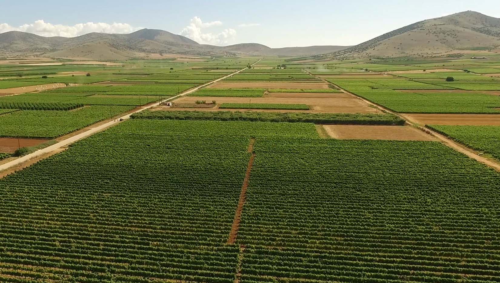 Tirnavos-AOS-Vineyards-Home-4