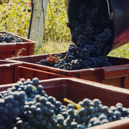 Τρύγος-Αγροτικός Οινοποιητικός Συνεταιρισμός Τυρνάβου-Tirnavos-Winery-Home-Trygos