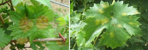 Peronosporos--proxorimeni-prosvoli