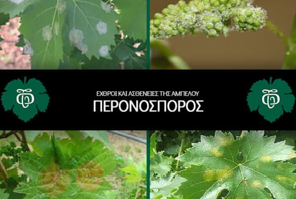 Peronosporos_Echthroi-kai-astheneies-tis-ampeloy_NEA_AOS-Tirnavou