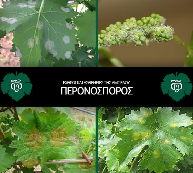 Peronosporos_Echthroi-kai-astheneies-tis-ampeloy_NEA_AOS-Tirnavou
