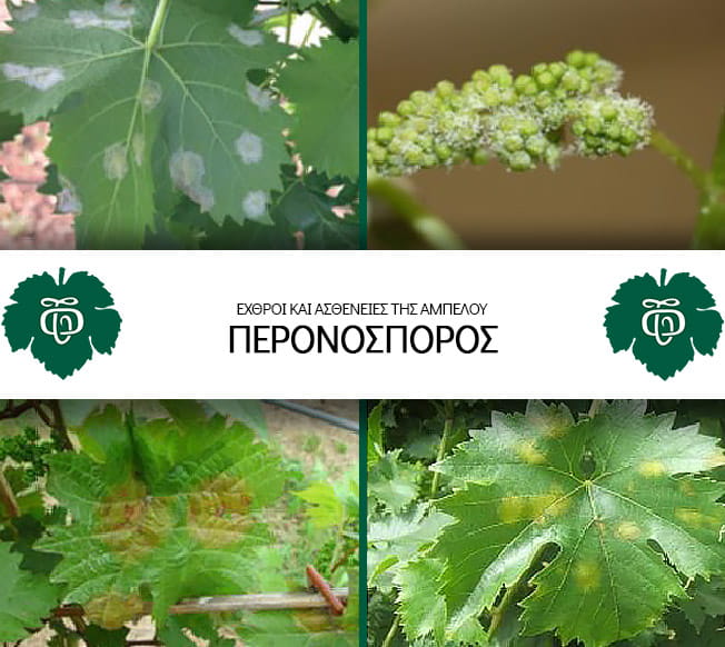 Peronosporos-echthroi-kai-astheneies-tis-ampeloy-AOS-Tirnavou